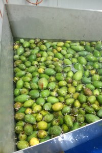 6 x 4 feijoa