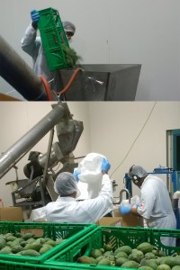 6 x 4 processing