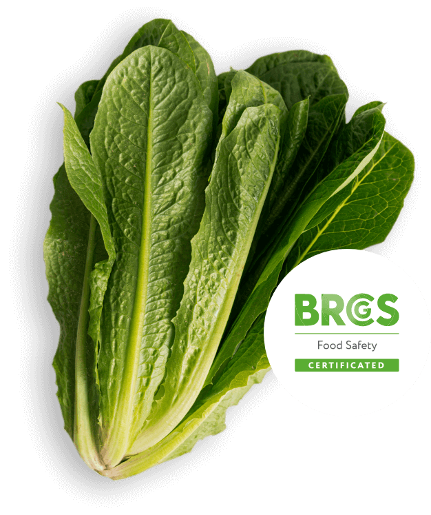 Fresh romaine lettuce with BRCGS Food Safety Certified badge.